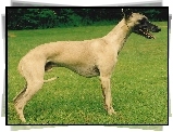 Whippet, zielona, trawa