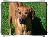 Rhodesian ridgeback