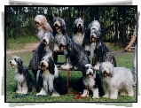 jedenaście,  Bearded collie