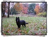 Owczarek belgijski Groenendael, jesień