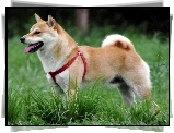 Shiba inu, czerwone, szelki