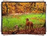 Rhodesian ridgeback, złota, jesień