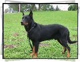 Owczarek francuski Beauceron, trawa