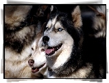 Siberian Husky, Niebieskie, Oczy