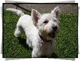 West Highland White Terrier, zielona, trawa