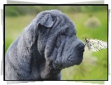 Shar Pei, Motyl