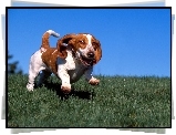 Basset Hound, nibieskie, niebo