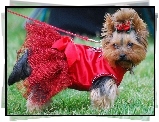 Yorkshire Terrier, czerwona, sukienka, kokardka