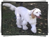 Clumber spaniel