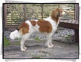 Płochacz holenderski, Kooikerhondje