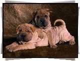 dwa, sodkie, Shar Pei