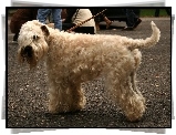 Irish Soft coated wheaten terrier