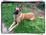 leżący, Owczarek belgijski Malinois