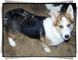 Welsh corgi pembroke