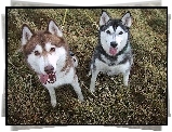 czarny, brzowy, Siberian Husky