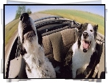 Psy, Border Collie, Kabriolet