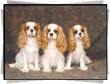 trzy, Cavalier King Charles spaniel