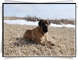 Mastif angielski, Mastiff, łąka