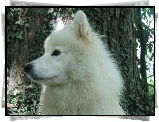 pysk, Samojed