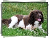 Springer spaniel angielski, biało-brązowe, umaszczenie