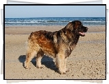 Leonberger, plaża