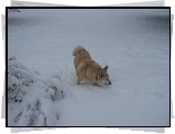 Norsk Buhund, zima