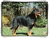 Czarny, podpalany, Beauceron