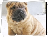 mordka, Shar Pei