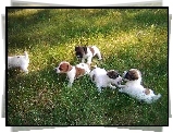 Jack Russell Terrier, zielona, trawa