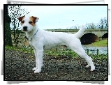 Parson Russell Terrier, most