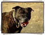 Staffordshire Bull Terrier, obroża