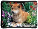 Shiba inu, kwiaty