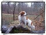 Płochacz holenderski, Kooikerhondje, las, woda