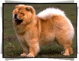 Pies, Chow chow
