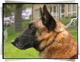 Głowa, Owczarka belgijskiego Malinois