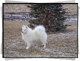 Samojed, choinka