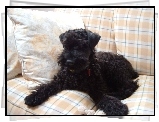 Kerry blue terrier, sofa