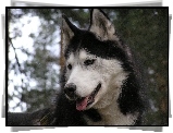 postawione, uszy, Siberian Husky