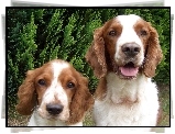 dwie, mordki, Springer spaniel walijski