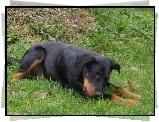 Czarny, Beauceron