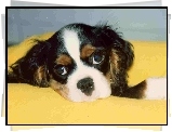 głowa, Cavalier King Charles spaniel