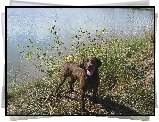 Chesapeake Bay retriever, woda