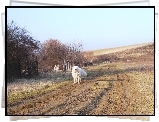 Owczarek węgierski Kuvasz, droga