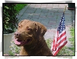 Chesapeake Bay retriever, flaga USA