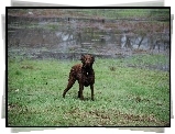 Mokry, Chesapeake Bay retriever