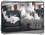 sześć, West Highland White Terrier, czarna, kanapa