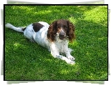 Springer spaniel angielski, zielona, trawa