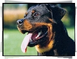 Pysk, Rottweiler