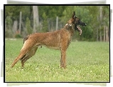 Owczarek belgijski Malinois, język