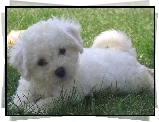 Bichon frise, trawa